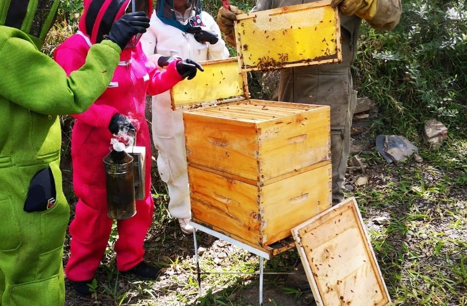 proyecto de abejas