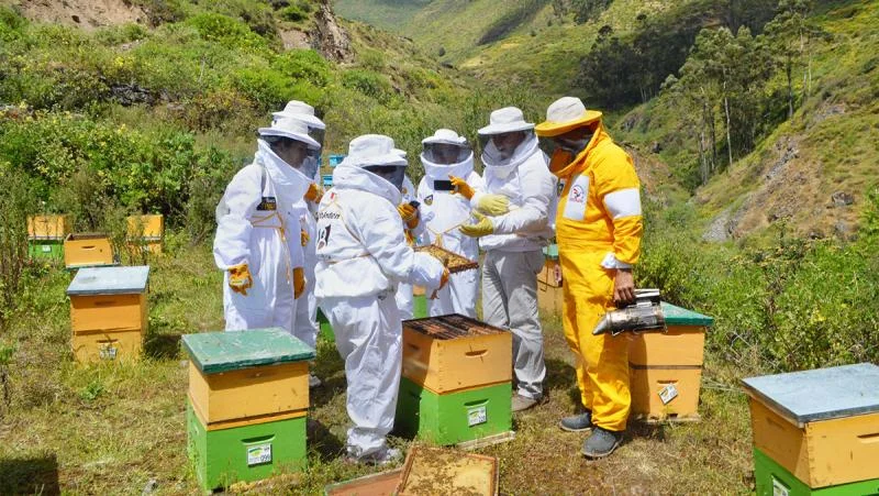 proyecto de abejas