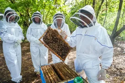 proyecto de abejas