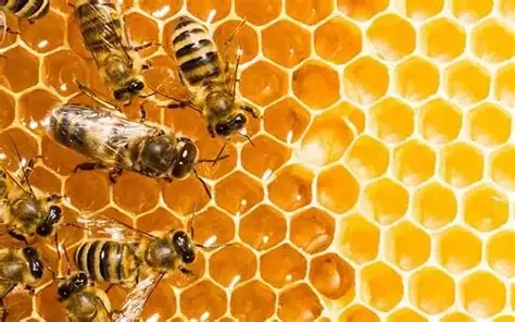 proyecto de abejas