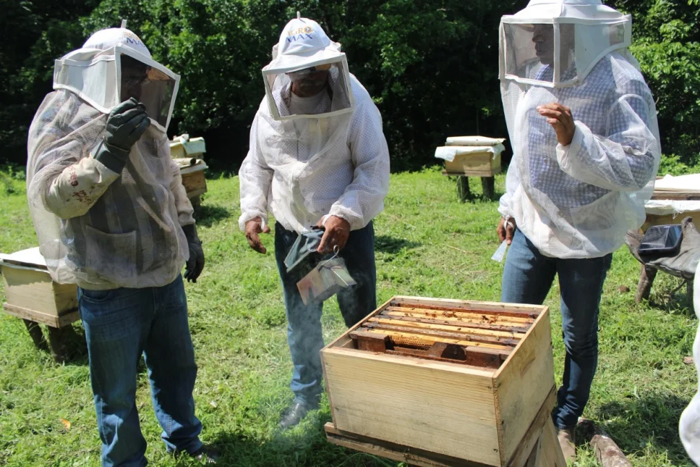 proyecto de abejas